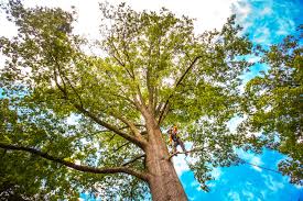 Professional Tree Services in Aetna Estates, CO