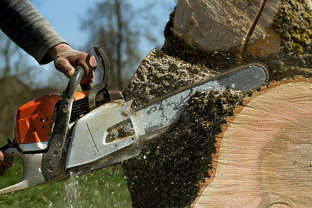 Best Tree Trimming and Pruning  in Aetna Estates, CO